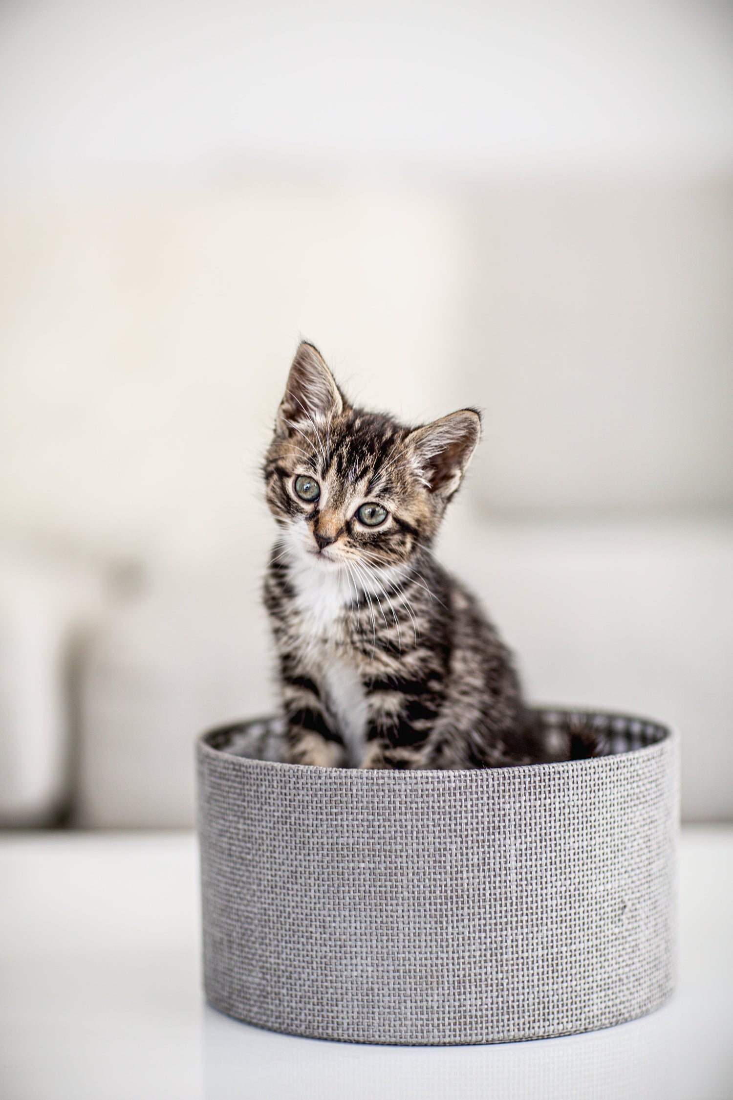Pet Care